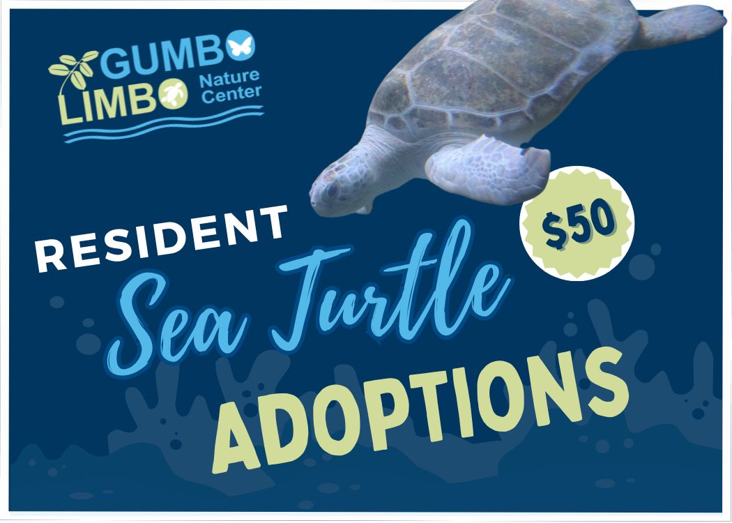 Gumbo Limbo Nature Center Resident Sea Turtle Adoption